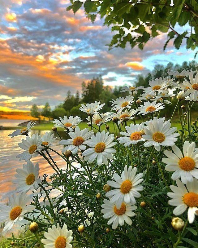Whisper of Meadows: Serenity Blooms